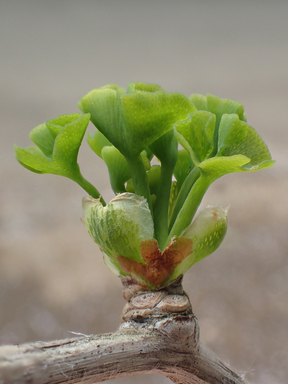 イチョウのはっぱの赤ちゃん まちの植物はともだち