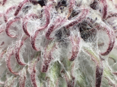 saussurea medusa 雪蓮花