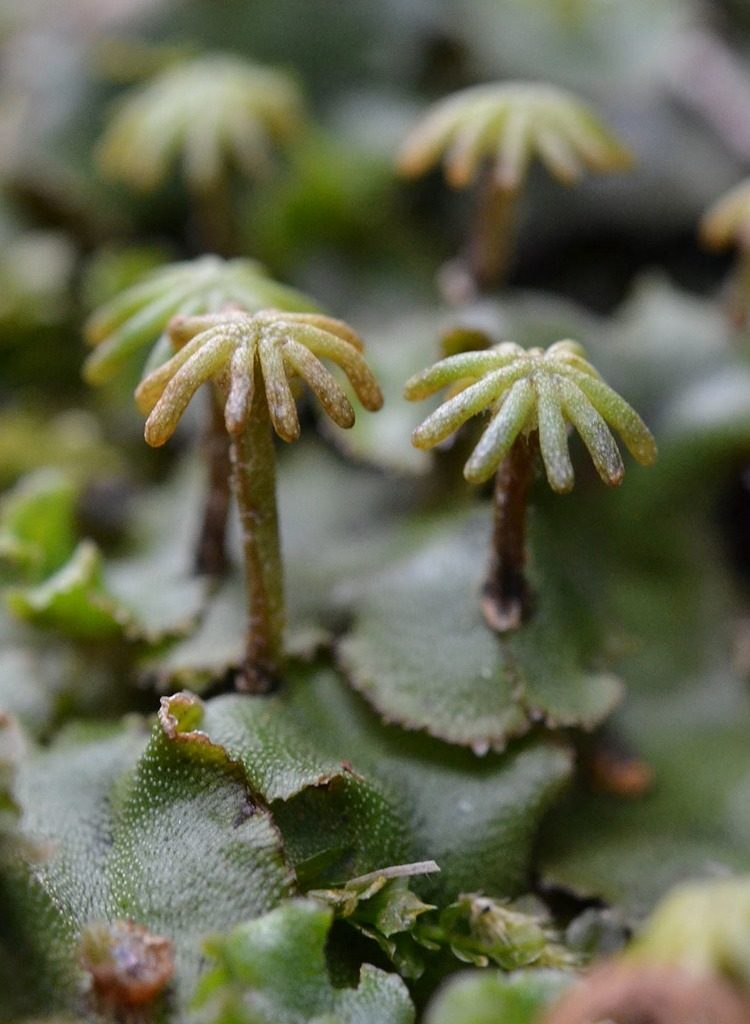 1センチの密林 玄関裏でゼニゴケを見る – まちの植物はともだち