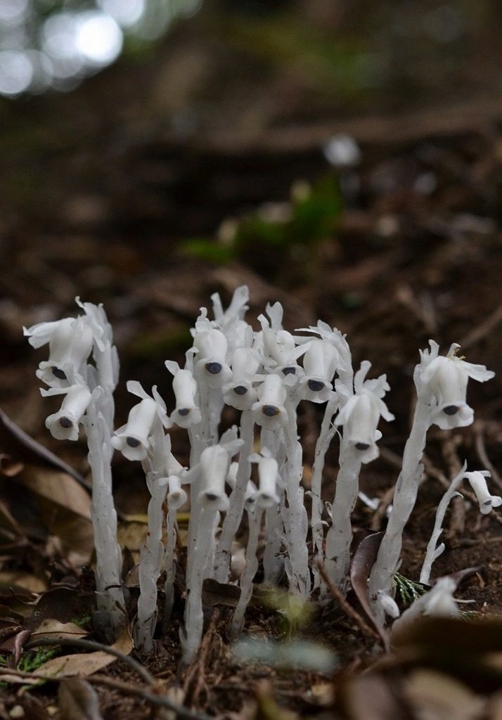 光合成をしない不思議な植物 ギンリョウソウ まちの植物はともだち