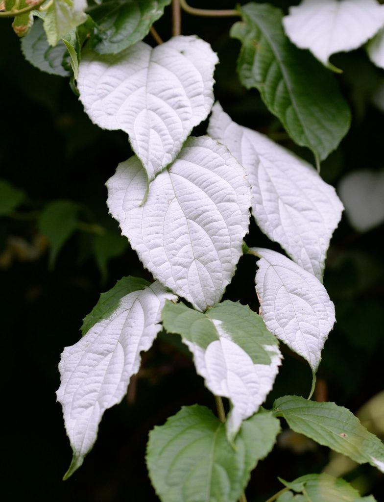 初夏の幻のようなマタタビの葉っぱ まちの植物はともだち