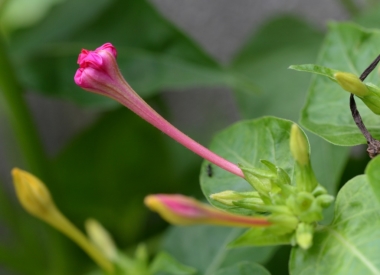 意外と観察のしがいがあるオシロイバナの花 まちの植物はともだち 意外と観察のしがいがあるオシロイバナの花 まちの植物はともだち