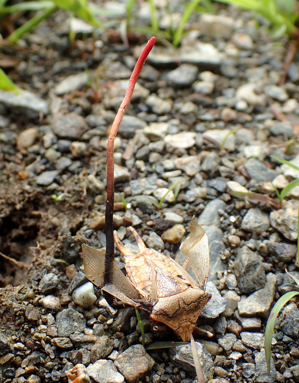 世にも奇妙な冬虫夏草 カメムシタケとハチタケともう一種類 まちの植物はともだち