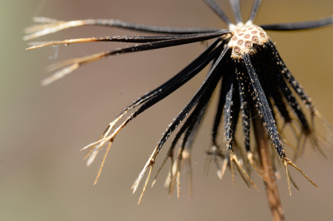 ひっつき虫の正体はコセンダングサ まちの植物はともだち