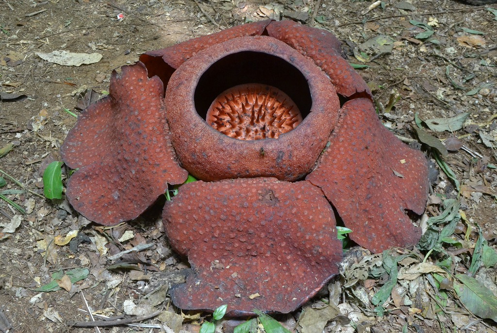 DSC_0530.jpg