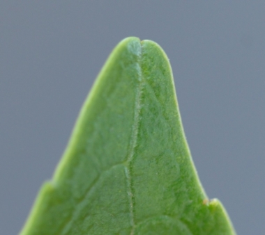 むむっ ガス漏れか と思ったらヒサカキの花 まちの植物はともだち むむっ ガス漏れか と思ったらヒサカキの花 まちの植物はともだち