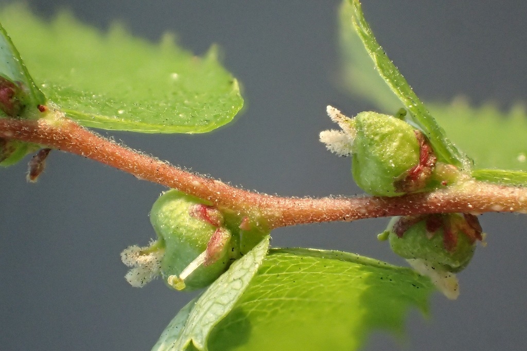 P4030256-1024x682.jpg