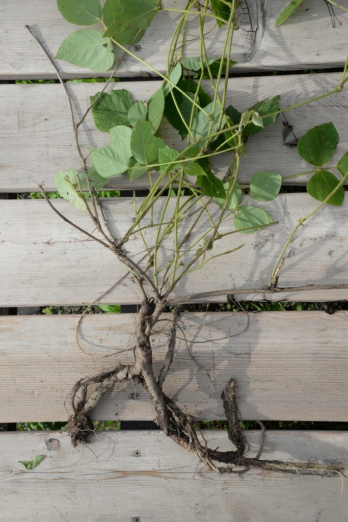 掘ったら分かるクズの繁殖力の秘密 まちの植物はともだち