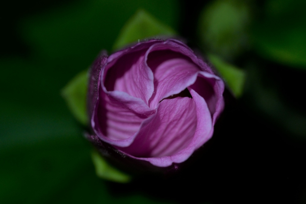 クイズ フヨウの花は何時に開く まちの植物はともだち