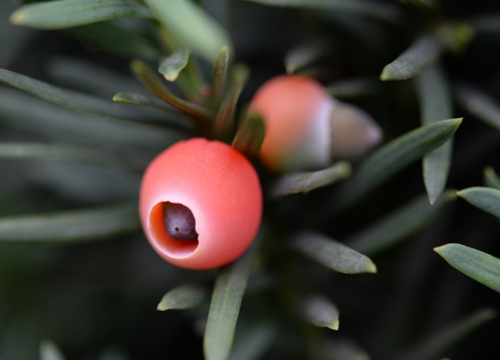 赤い実ではなく 赤い仮種皮 謎だらけのキャラボクの種 まちの植物はともだち