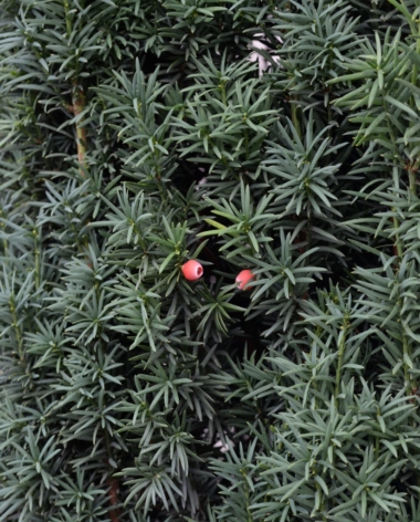 赤い実ではなく 赤い仮種皮 謎だらけのキャラボクの種 まちの植物はともだち
