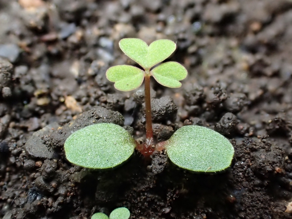 観察会でお役立ち カタバミの葉と種と芽生えで遊ぶ まちの植物はともだち