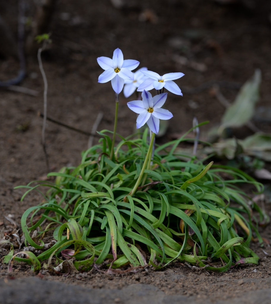 よく動くハナニラの花 まちの植物はともだち
