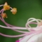 意外と観察のしがいがあるオシロイバナの花