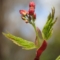 サクラに隠れてひっそりと咲く　イロハモミジの小さな花