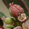いざ探せ！　コニシキソウの花と蜜腺と実のすべて！