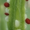 あしもとの植物、じつはよく動いてる？ 【植物の動画集】