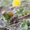 植物観察日記＃5（4/5セイヨウタンポポ）