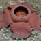 《番外編3》いまここで会えない自然 Rafflesia kerriとRafflesia cantleyi ラフレシア